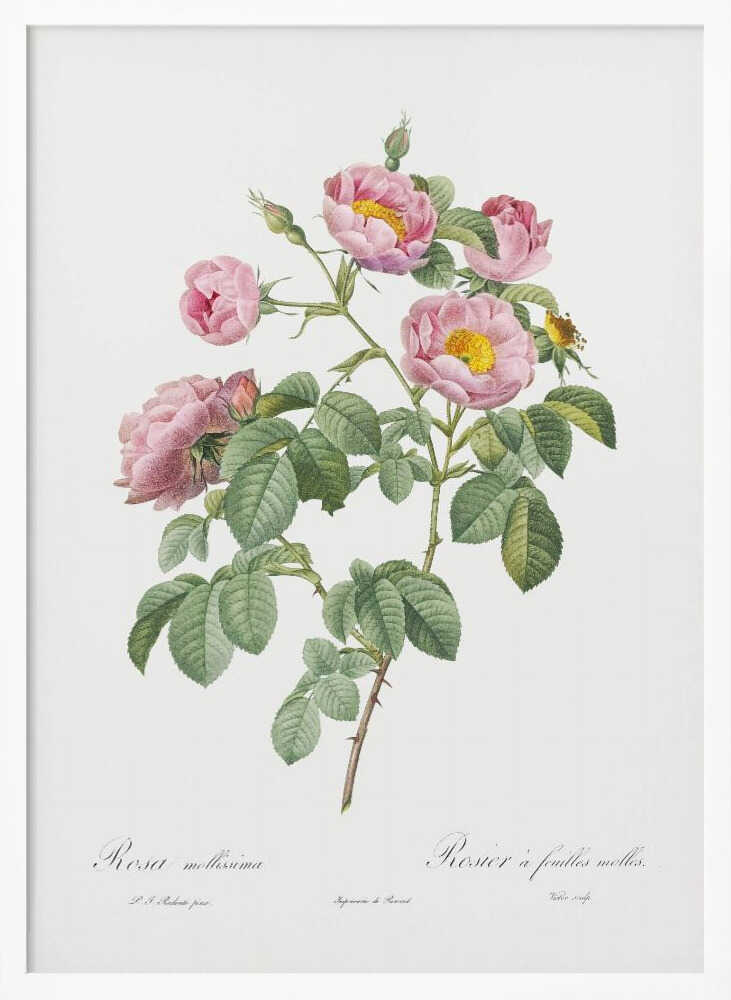 Semi Double Variety of Tomentose Rose, Les Roses (1817–1824) - Poster / Art Print