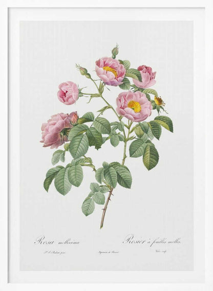 Semi Double Variety of Tomentose Rose, Les Roses (1817–1824) - Poster / Art Print
