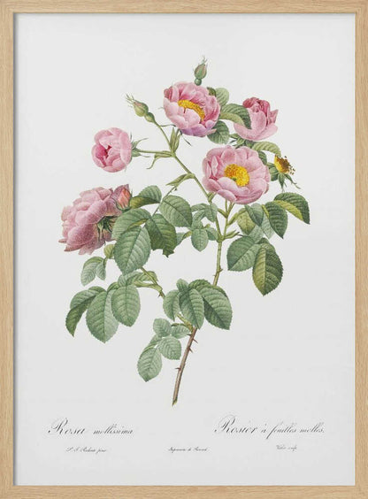 Semi Double Variety of Tomentose Rose, Les Roses (1817–1824) - Poster / Art Print