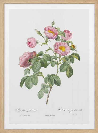 Semi Double Variety of Tomentose Rose, Les Roses (1817–1824) - Poster / Art Print