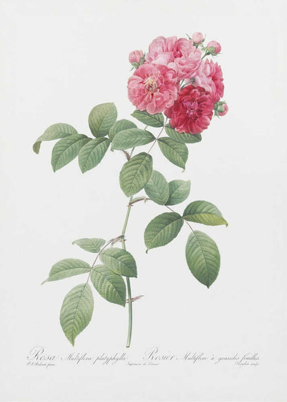 Seven Sisters Roses, Les Roses (1817–1824) - Poster / Art Print
