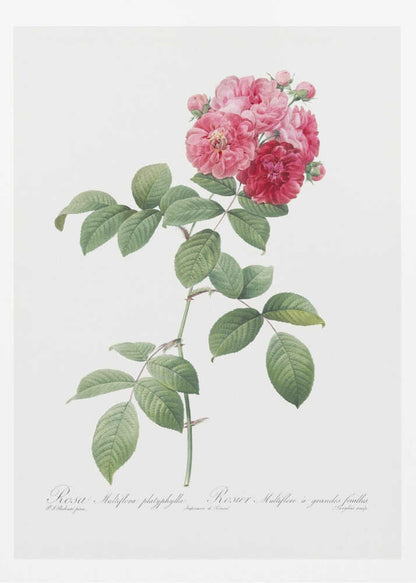 Seven Sisters Roses, Les Roses (1817–1824) - Poster / Art Print