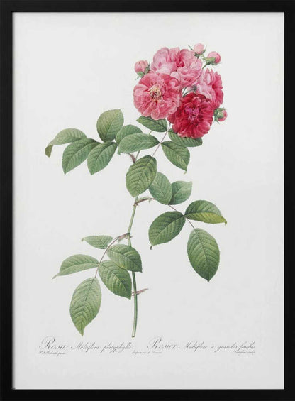 Seven Sisters Roses, Les Roses (1817–1824) - Poster / Art Print