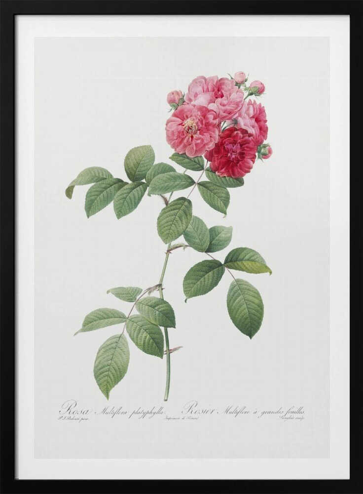Seven Sisters Roses, Les Roses (1817–1824) - Poster / Art Print
