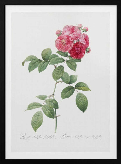 Seven Sisters Roses, Les Roses (1817–1824) - Poster / Art Print