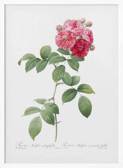 Seven Sisters Roses, Les Roses (1817–1824) - Poster / Art Print