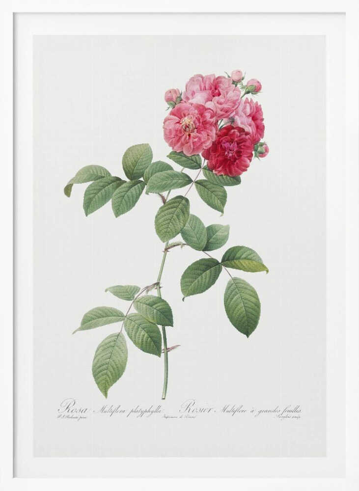 Seven Sisters Roses, Les Roses (1817–1824) - Poster / Art Print