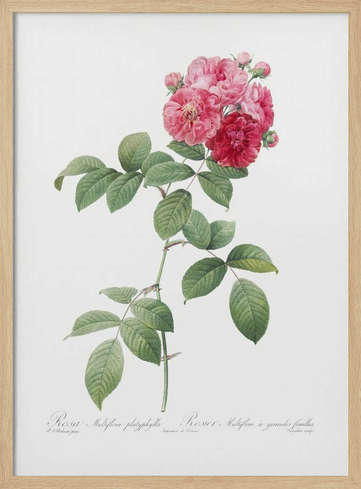 Seven Sisters Roses, Les Roses (1817–1824) - Poster / Art Print