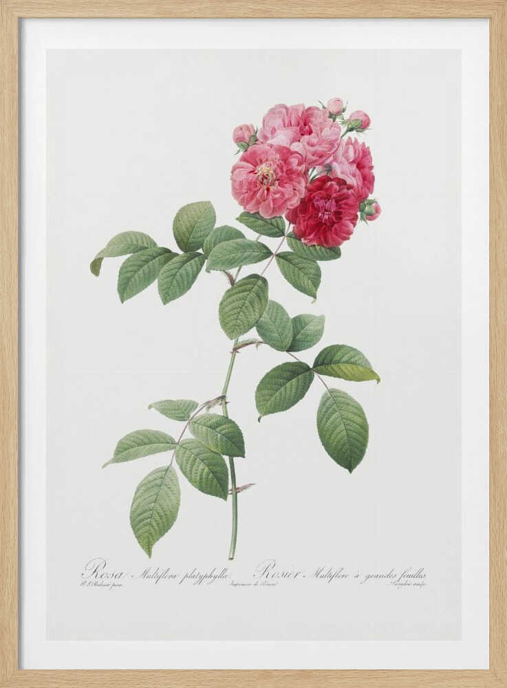 Seven Sisters Roses, Les Roses (1817–1824) - Poster / Art Print