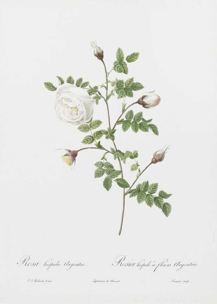 Silver Flowered Hispid Rose, Les Roses (1817–1824) - Poster / Art Print