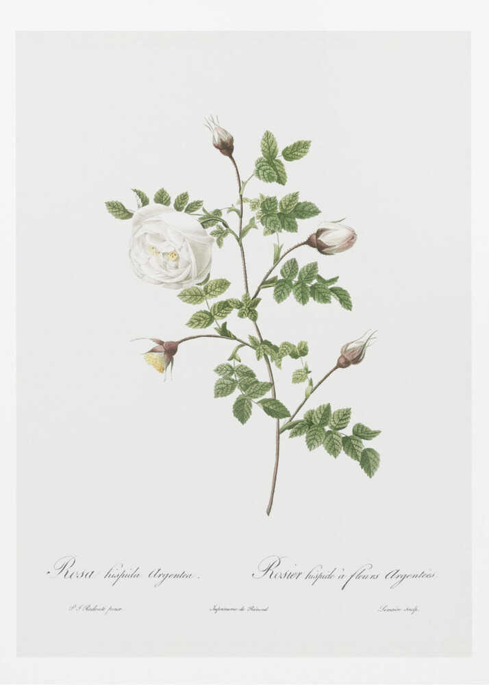 Silver Flowered Hispid Rose, Les Roses (1817–1824) - Poster / Art Print