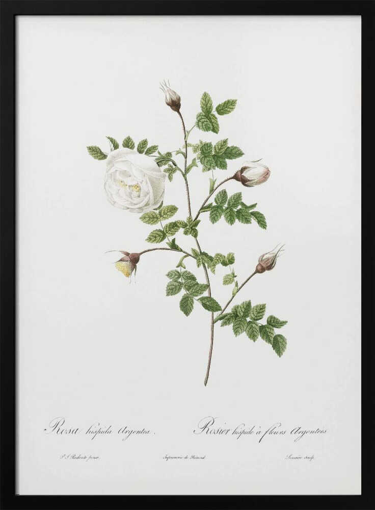 Silver Flowered Hispid Rose, Les Roses (1817–1824) - Poster / Art Print