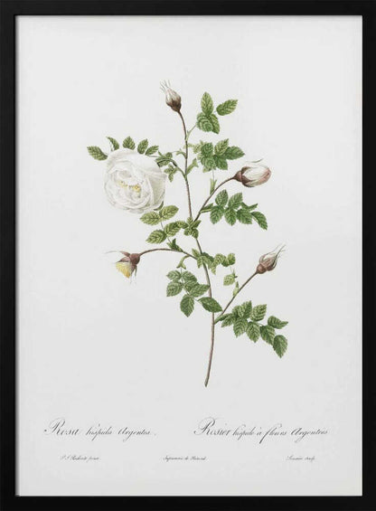 Silver Flowered Hispid Rose, Les Roses (1817–1824) - Poster / Art Print