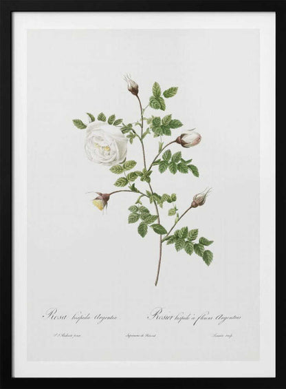 Silver Flowered Hispid Rose, Les Roses (1817–1824) - Poster / Art Print