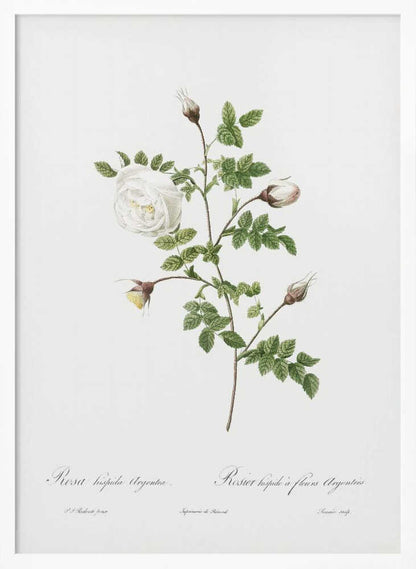 Silver Flowered Hispid Rose, Les Roses (1817–1824) - Poster / Art Print