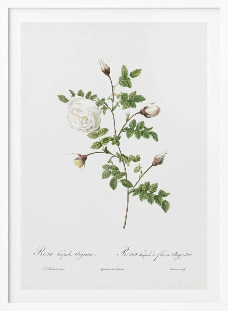 Silver Flowered Hispid Rose, Les Roses (1817–1824) - Poster / Art Print
