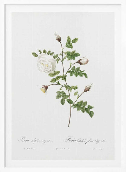 Silver Flowered Hispid Rose, Les Roses (1817–1824) - Poster / Art Print