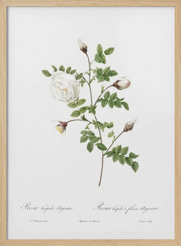 Silver Flowered Hispid Rose, Les Roses (1817–1824) - Poster / Art Print