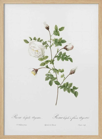 Silver Flowered Hispid Rose, Les Roses (1817–1824) - Poster / Art Print