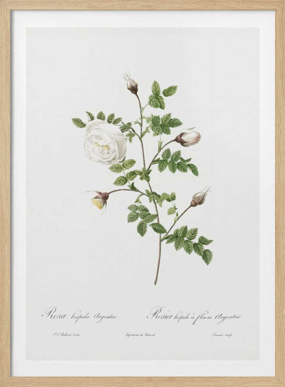 Silver Flowered Hispid Rose, Les Roses (1817–1824) - Poster / Art Print