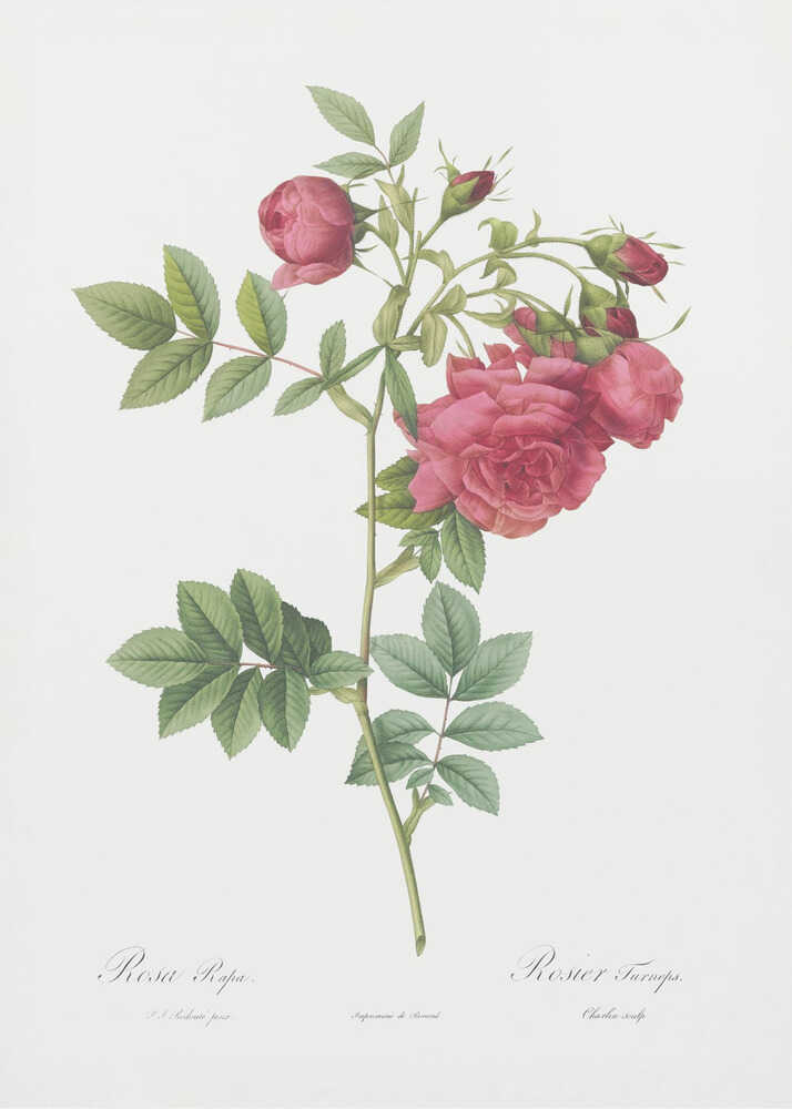 Turnip Roses, Les Roses (1817–1824) - Poster / Art Print