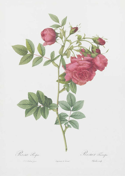 Turnip Roses, Les Roses (1817–1824) - Poster / Art Print