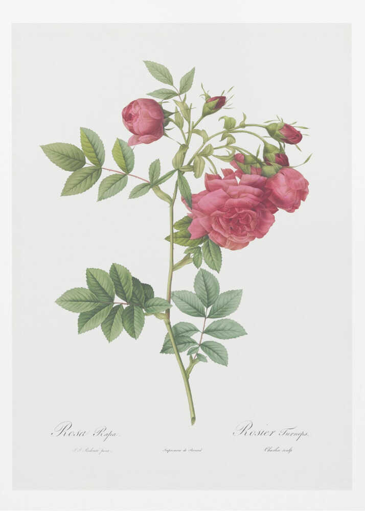 Turnip Roses, Les Roses (1817–1824) - Poster / Art Print