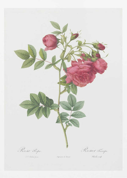 Turnip Roses, Les Roses (1817–1824) - Poster / Art Print