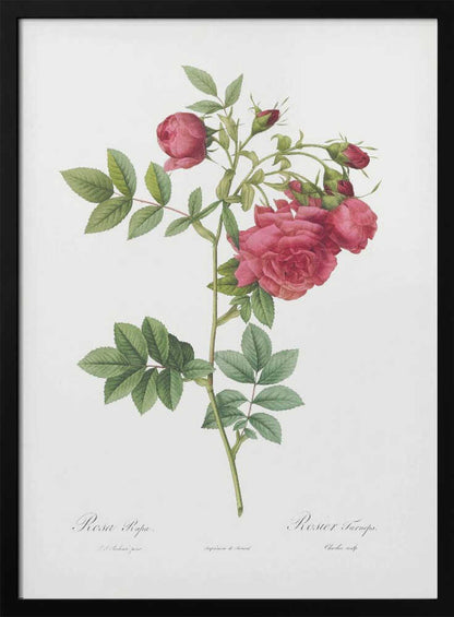 Turnip Roses, Les Roses (1817–1824) - Poster / Art Print