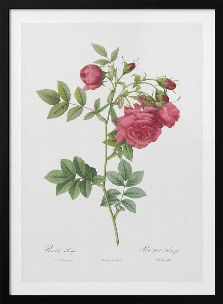 Turnip Roses, Les Roses (1817–1824) - Poster / Art Print