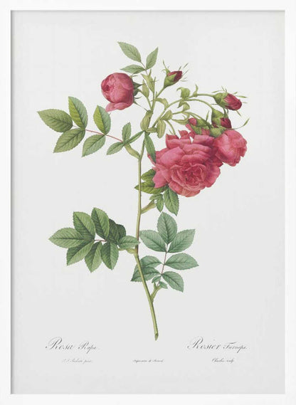 Turnip Roses, Les Roses (1817–1824) - Poster / Art Print