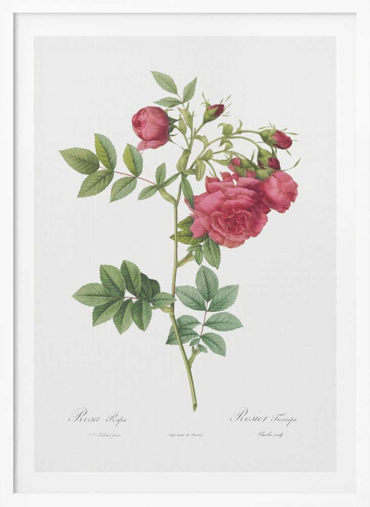 Turnip Roses, Les Roses (1817–1824) - Poster / Art Print
