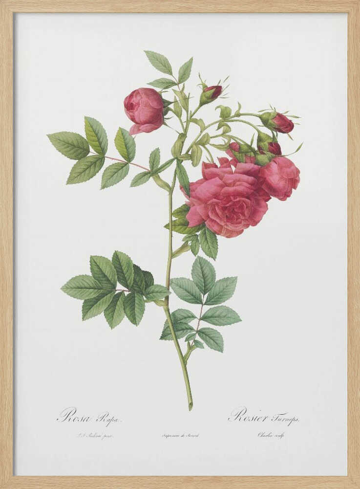 Turnip Roses, Les Roses (1817–1824) - Poster / Art Print