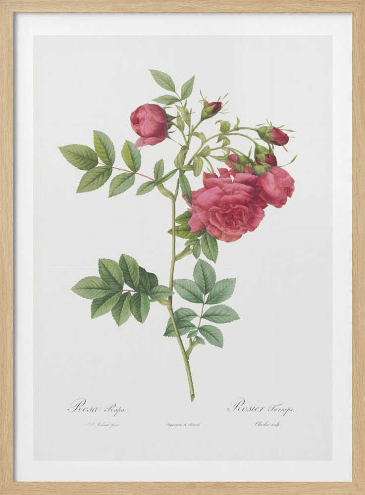 Turnip Roses, Les Roses (1817–1824) - Poster / Art Print