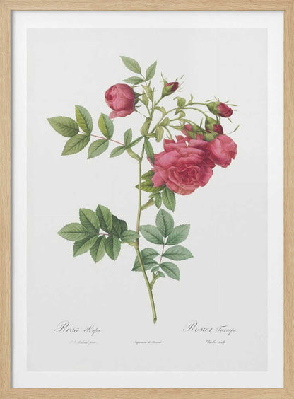Turnip Roses, Les Roses (1817–1824) - Poster / Art Print