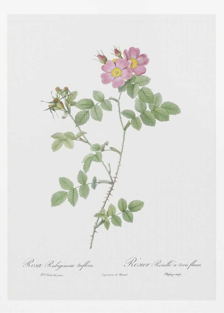 Sweetbriar, Les Roses (1817–1824) - Poster / Art Print