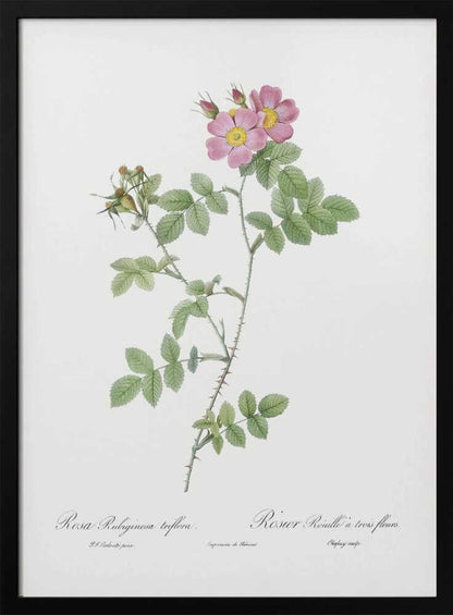 Sweetbriar, Les Roses (1817–1824) - Poster / Art Print
