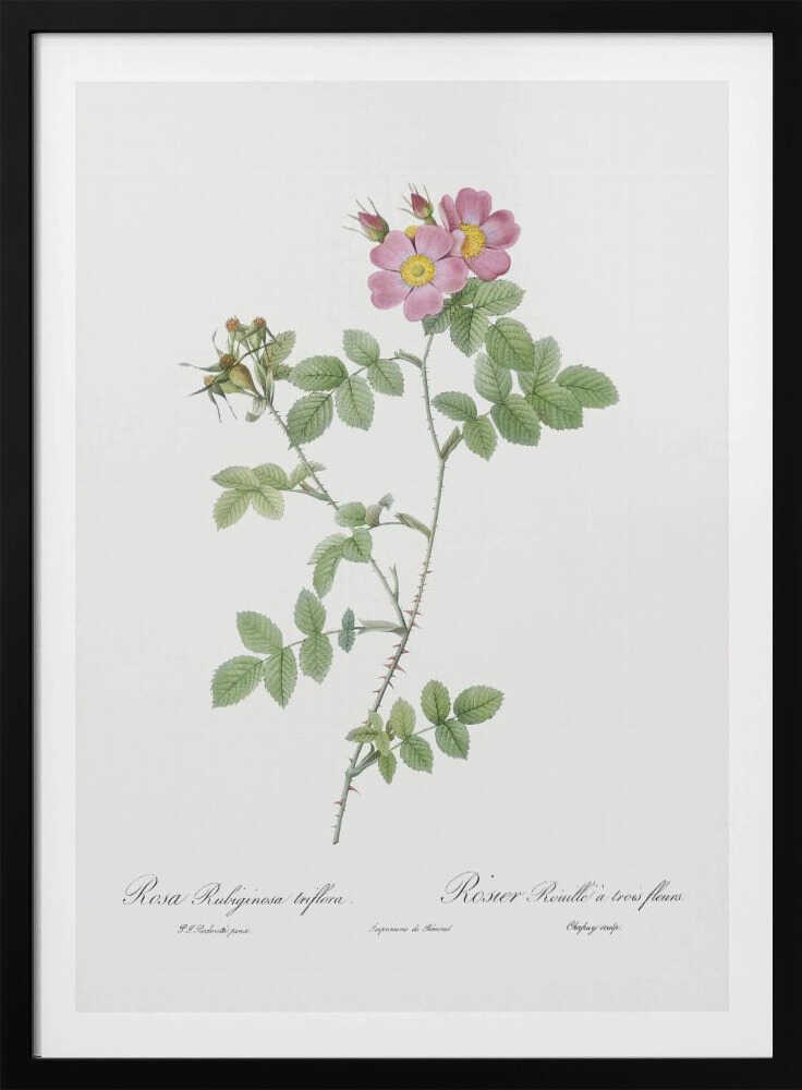 Sweetbriar, Les Roses (1817–1824) - Poster / Art Print