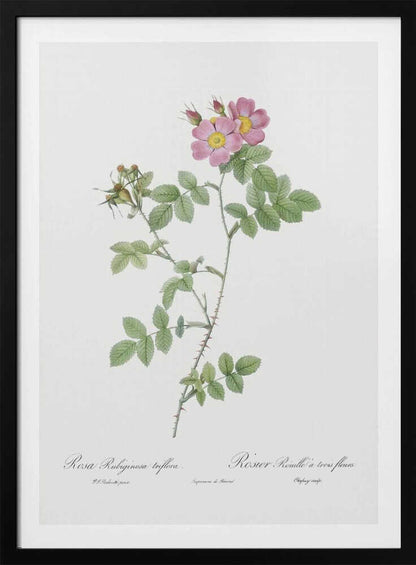 Sweetbriar, Les Roses (1817–1824) - Poster / Art Print