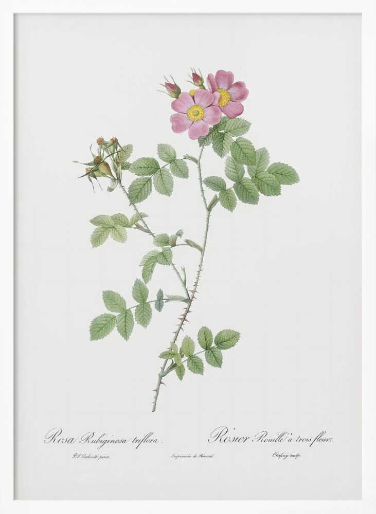 Sweetbriar, Les Roses (1817–1824) - Poster / Art Print