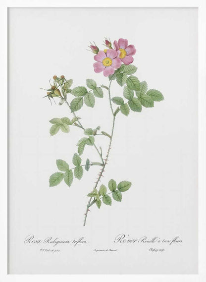 Sweetbriar, Les Roses (1817–1824) - Poster / Art Print