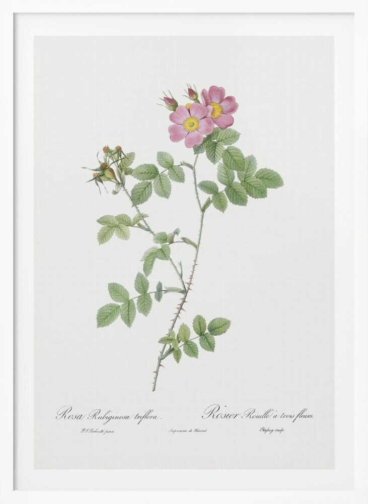 Sweetbriar, Les Roses (1817–1824) - Poster / Art Print
