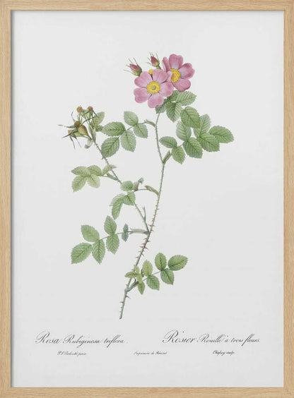 Sweetbriar, Les Roses (1817–1824) - Poster / Art Print