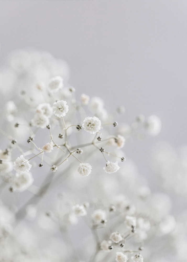 White Breath Flowers - Poster / Art Print