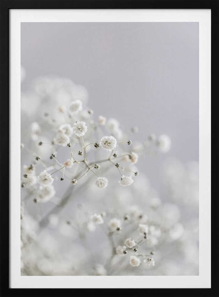White Breath Flowers - Poster / Art Print