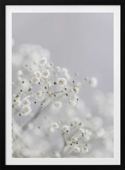 White Breath Flowers - Poster / Art Print