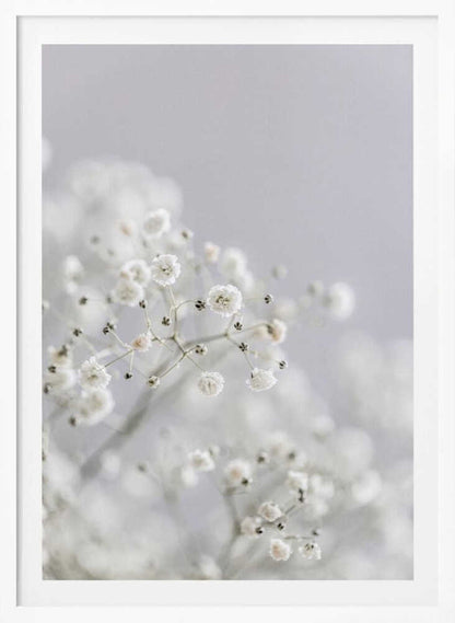 White Breath Flowers - Poster / Art Print