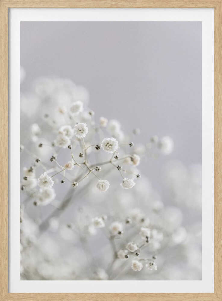 White Breath Flowers - Poster / Art Print