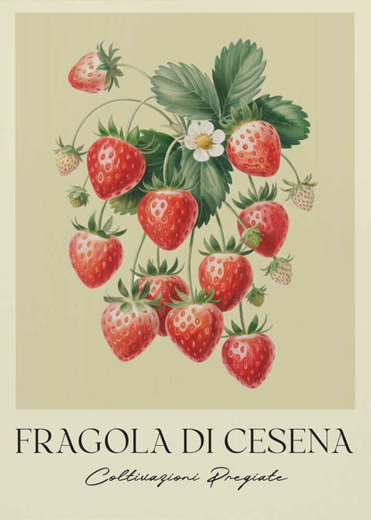Fragola Di Cesena - Poster / Art Print
