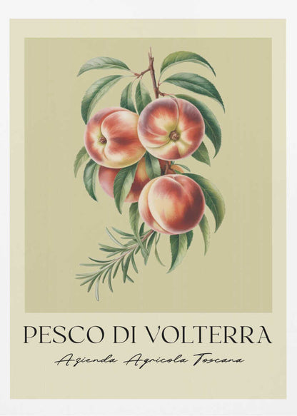 Pesco Di Volterra - Poster / Art Print